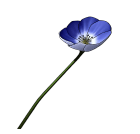 :nemophila: