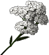 :yarrow: