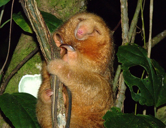 Silky Anteater looking pleased with itself